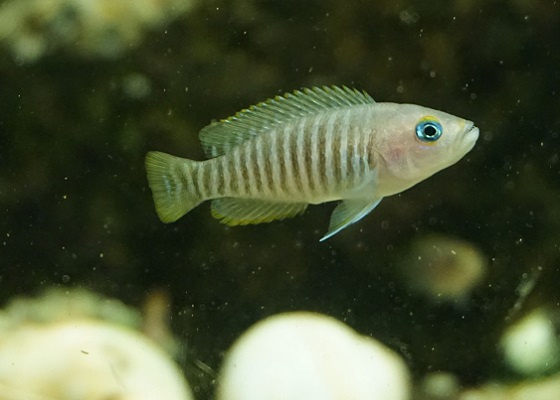 Lamprologus multifasciatus