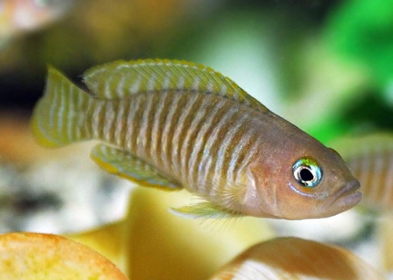 Фото - Lamprologus multifasciatus