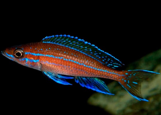 Paracyprichromis Nigripinnis