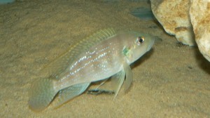 Greenwoodochromis christyi