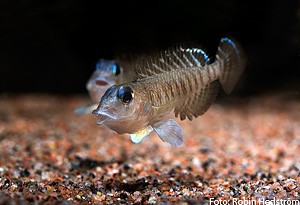 Lamprologus signatus