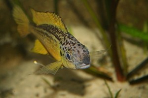 Ophtalmotilapia nasuta tiger