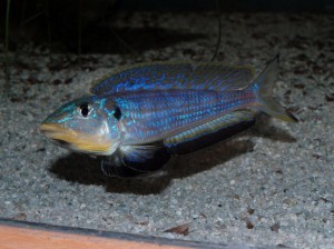 Xenotilapia melanogenys Kilesa