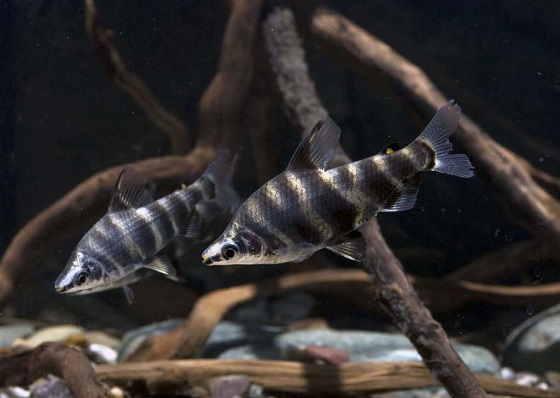 Abramites hypselonotus