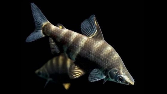 Абрамитес Мраморный (Abramites hypselonotus)