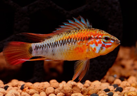 Apistogramma macmasteri