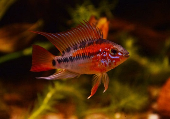 Apistogramma macmasteri в аквариуме