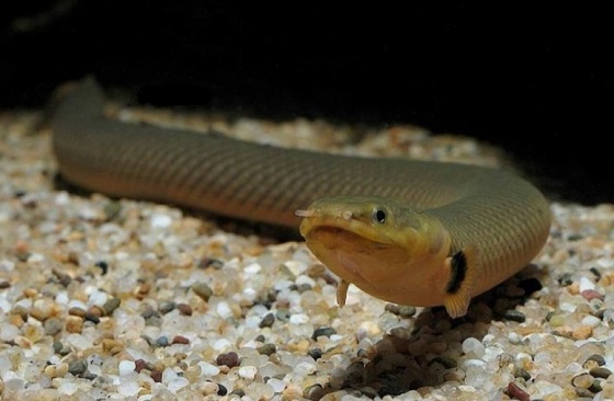 Erpetoichthys calabaricus