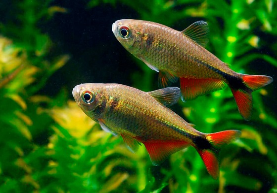 Харациновые рыбки (Characidae)