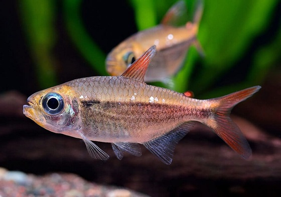 Семейство Characidae