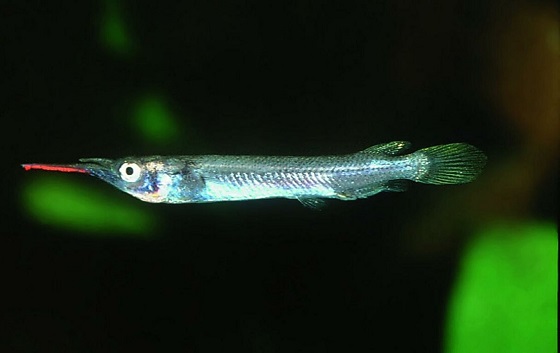 Dermogenys pusillus