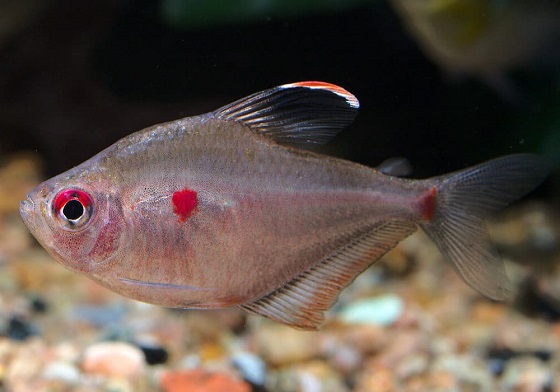 Hyphessobrycon erythrostigma