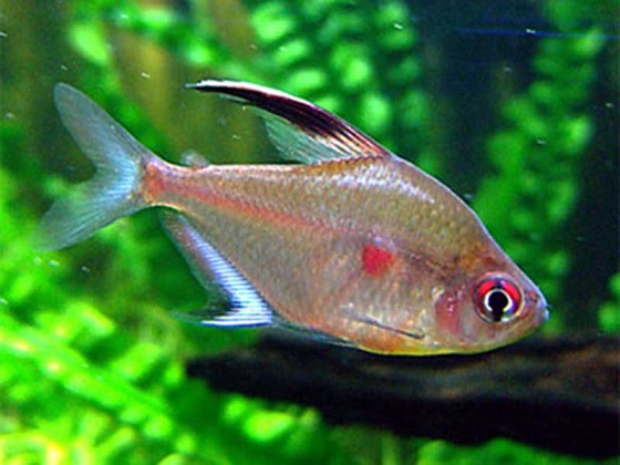 Hyphessobrycon rubrostigma