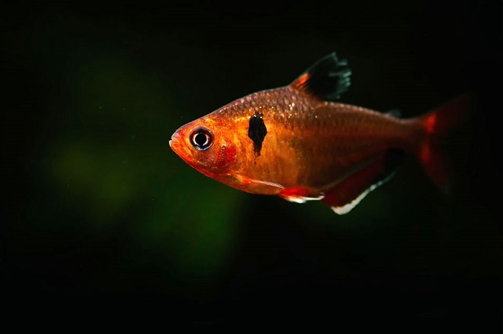 Hyphessobrycon serpae