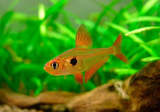 Серпас - Hyphessobrycon serpae