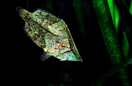 Monocirrhus polyacanthus в аквариуме