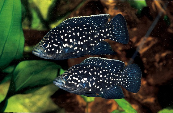 Paratilapia polleni