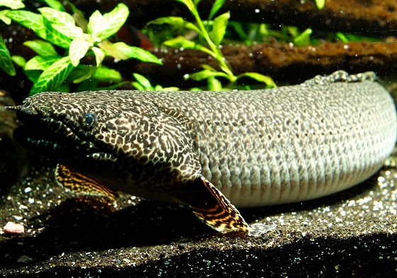 Polypterus ornatipinnis