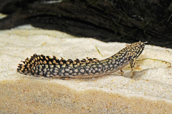 Полиптерус орнатипинис - Polypterus ornatipinnis