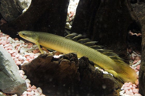 Сенегальский полиптерус - Polypterus senegalus