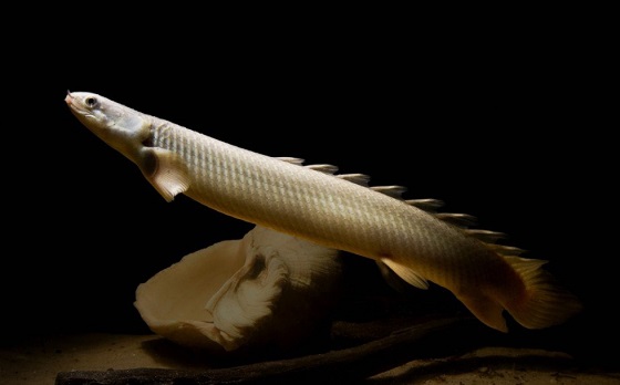 Polypterus senegalus