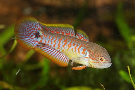 Ковровый элеотрис (Tateurndina ocellicauda)