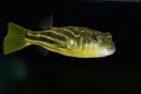 Tetraodon fahaka