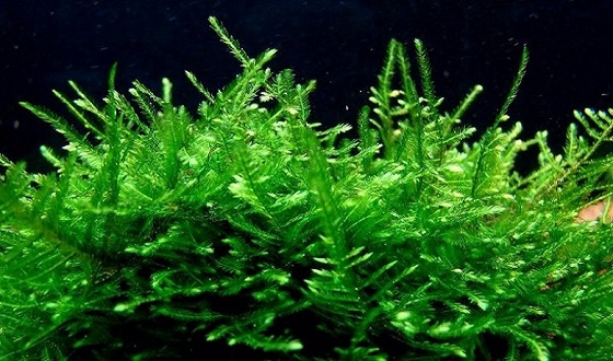 Java Moss