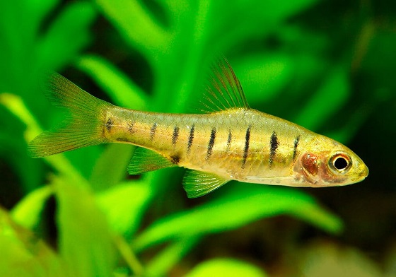 Барбус Фасциолатус - Barbus fasciolatus