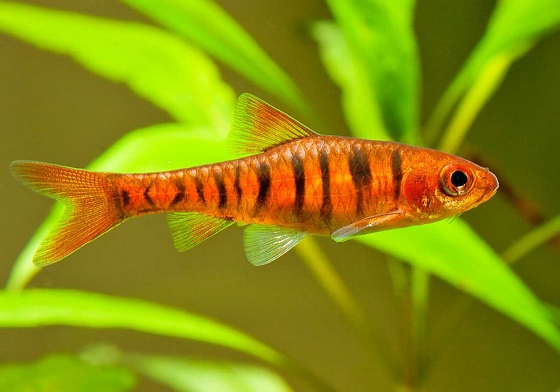 Barbus fasciolatus