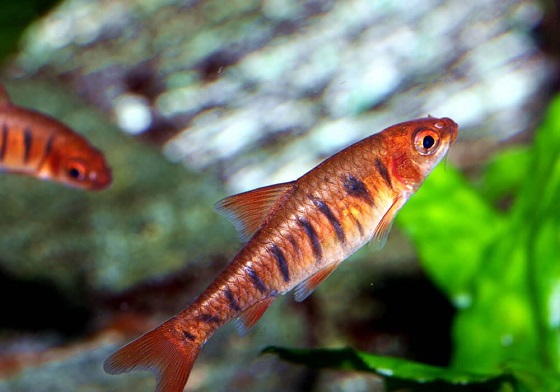 Barbus fasciolatus в аквариуме